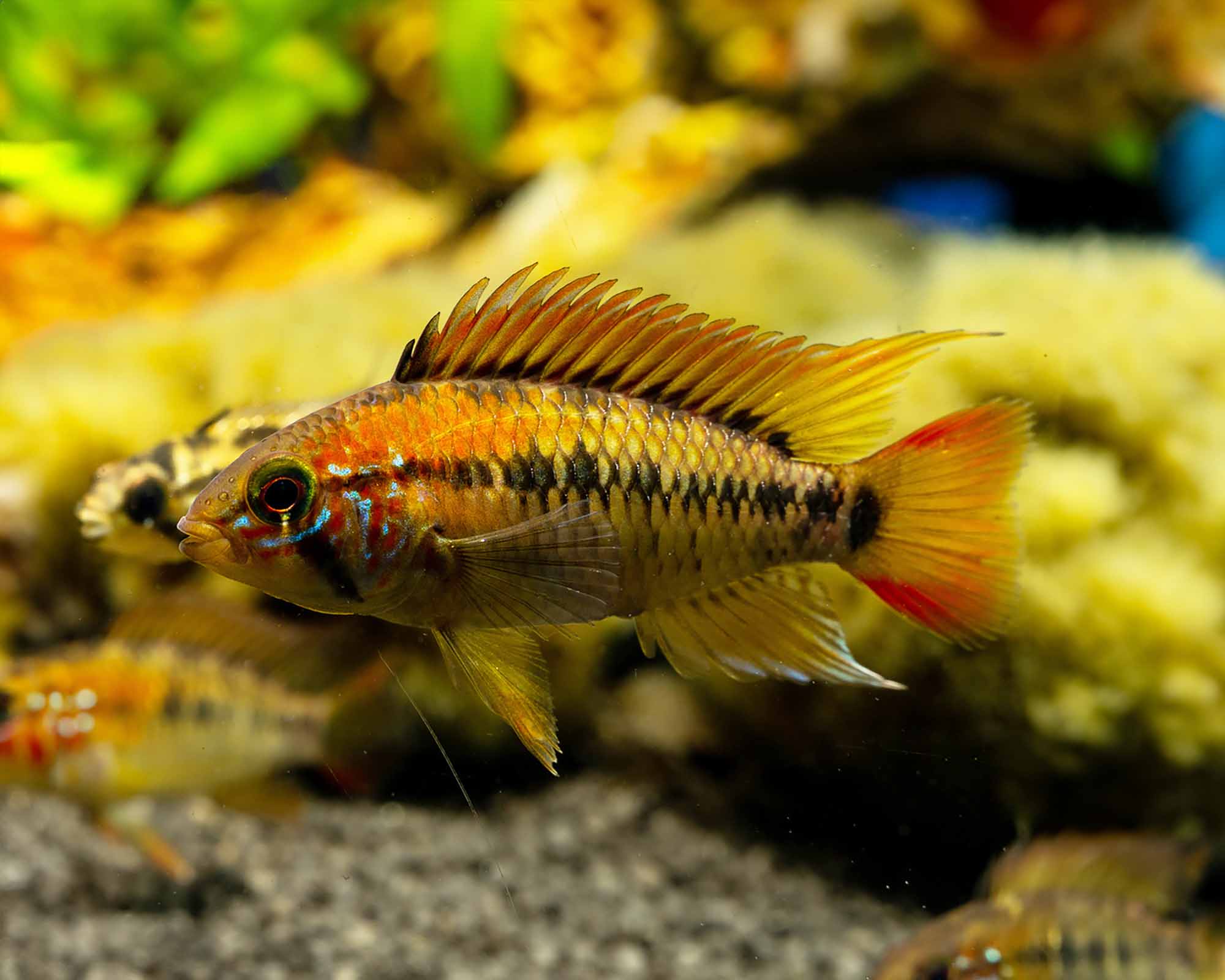 Apistogramma viejita